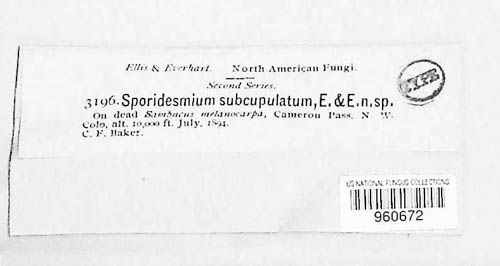 Sporidesmium subcupulatum image